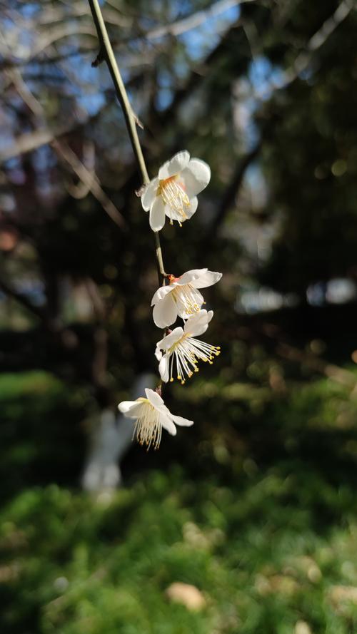 花开树下,花开树下的诗意时光