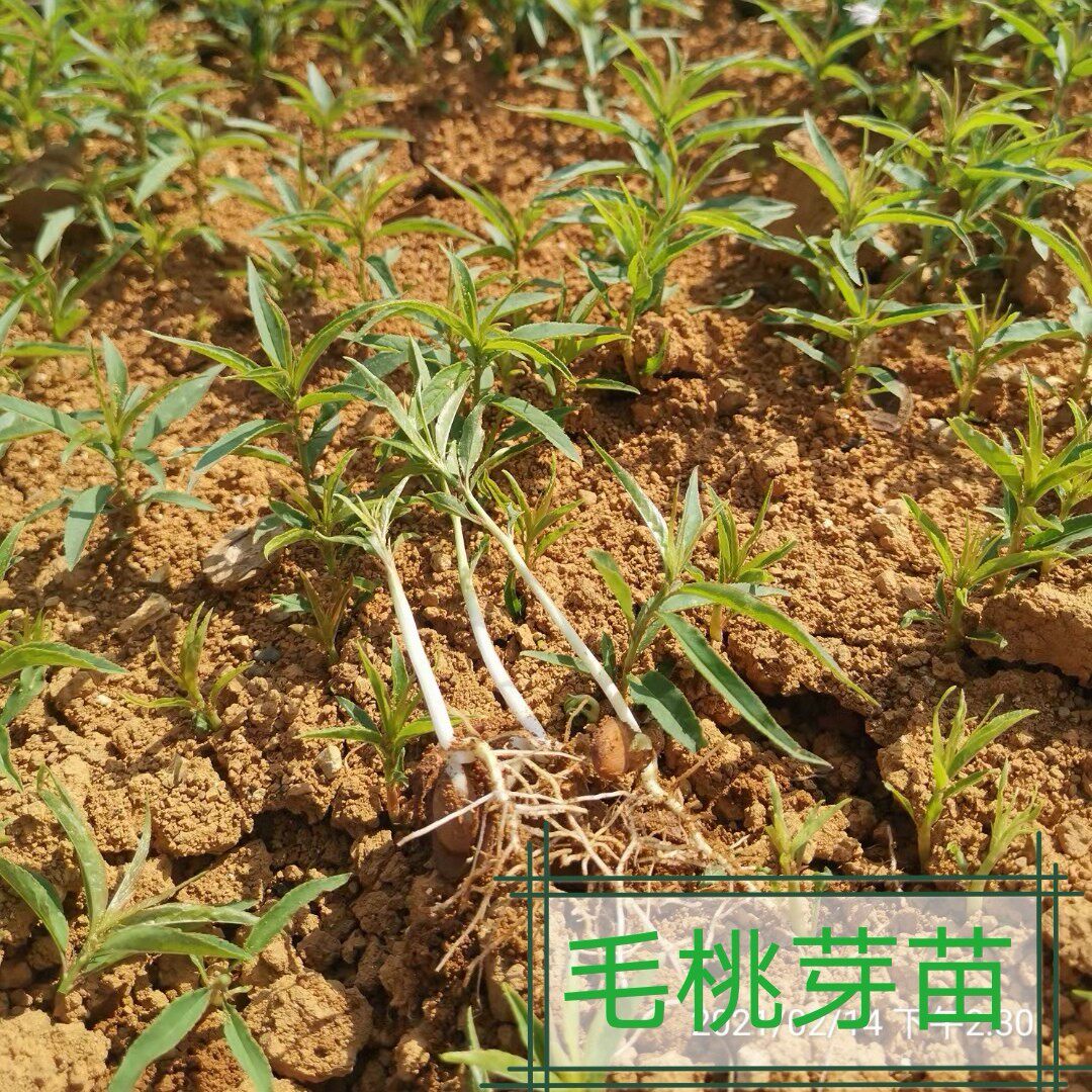 如何选择保鲜发货的毛桃小苗？