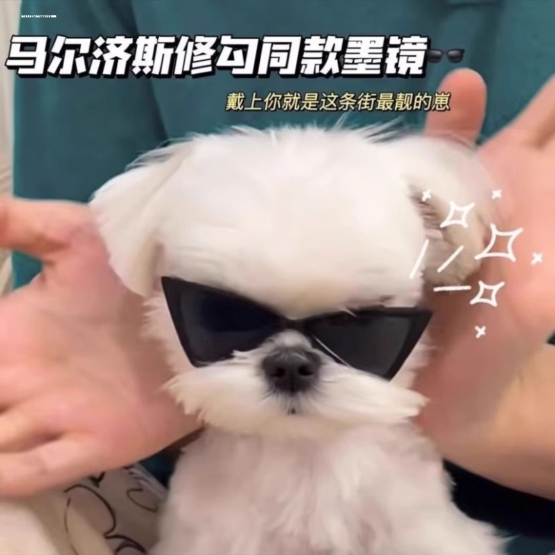 宠物猫狗狗墨镜：萌宠时尚新潮流，拍出不一样的喵星人！