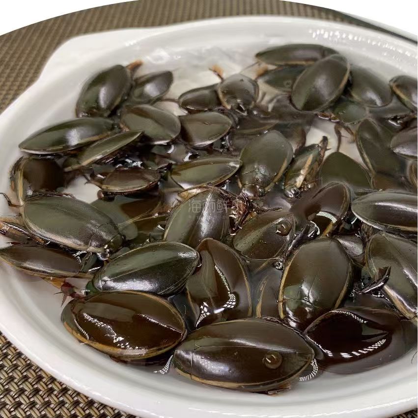金边龙虱：神秘水下生物的养殖与食用全攻略！
