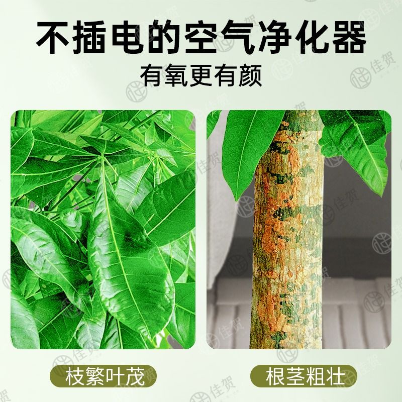 步步高发财树大棵盆栽：室内绿植界的吸金神器，办公室必备