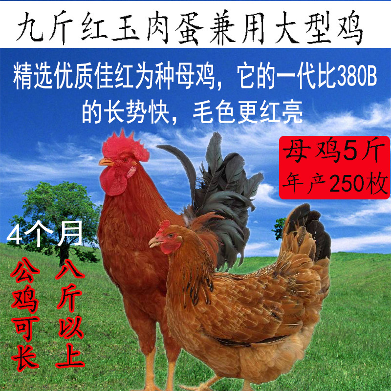 九斤红鸡VS九斤黄鸡：种蛋受精孵化的秘密大揭秘！