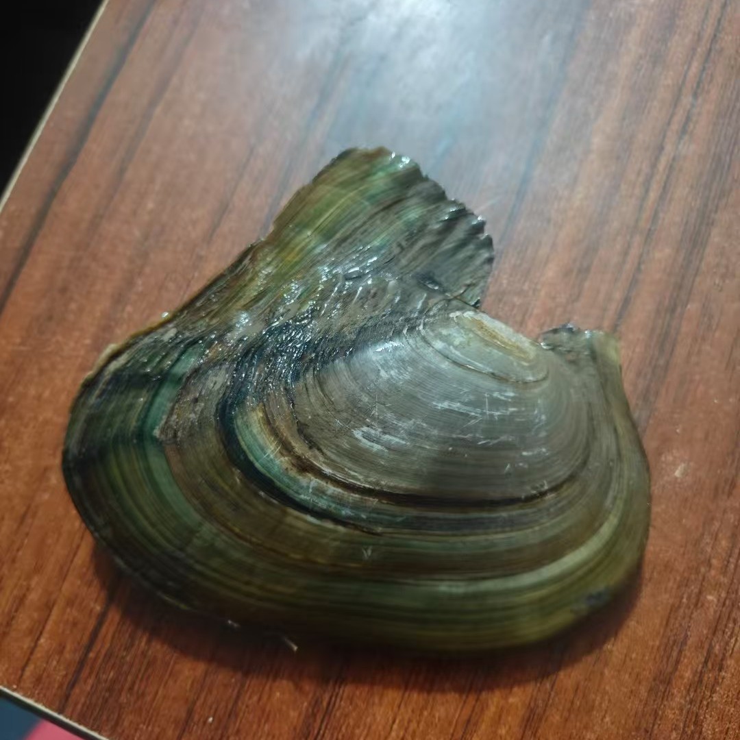 褶纹冠蚌棉蚌：天然净水神器，让你的水质升级！✨