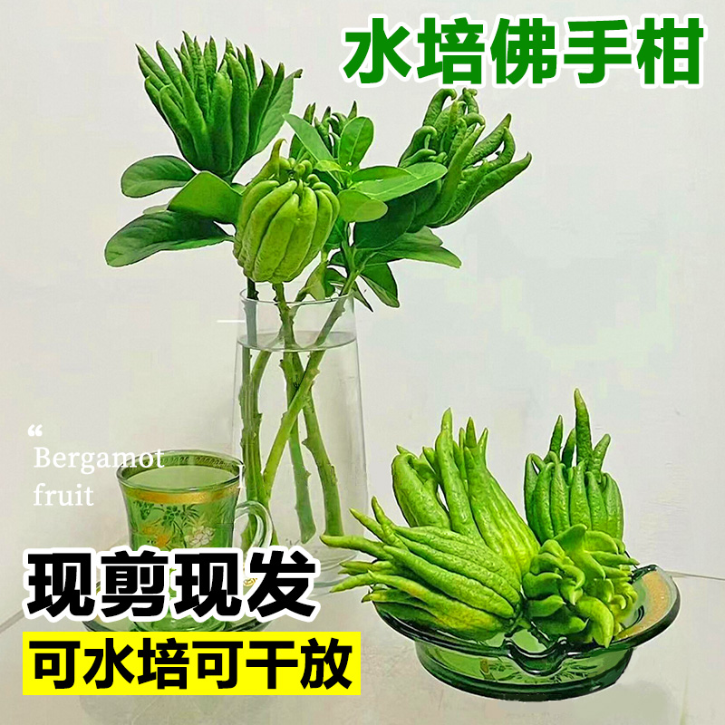 小号佛手黄裱纸：清明节中元节必备，传承千年祭祖文化！
