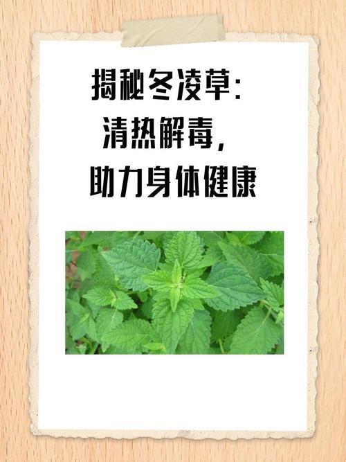 冬凌草的功效与作用,传统中药的现代应用