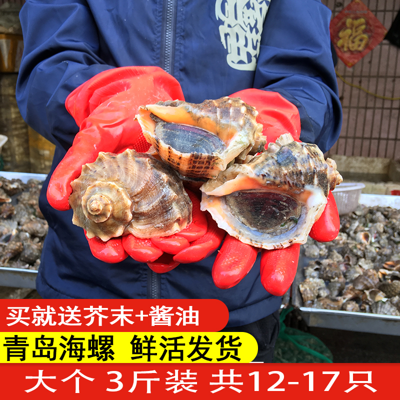 青岛特产现捕超大海螺，新鲜直达，3斤装3-4只/斤，海鲜控必入！️