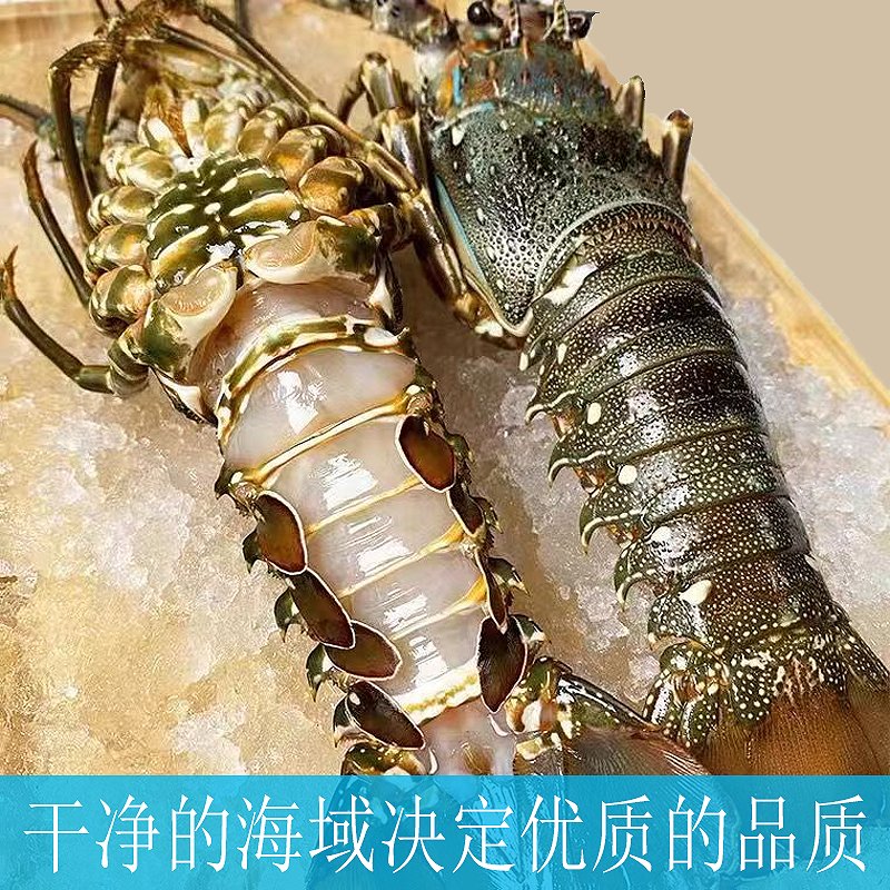 鲜活特大小青龙礼盒：澳洲大花龙活冻大虾，送礼佳品，尝鲜必备！