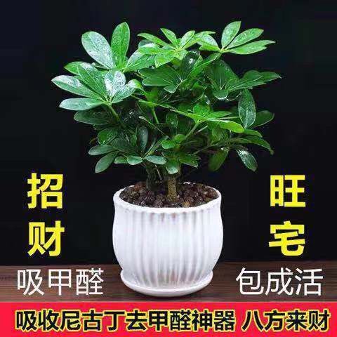大众朗逸，家庭轿车里的“常青树”？揭秘它的魅力所在!