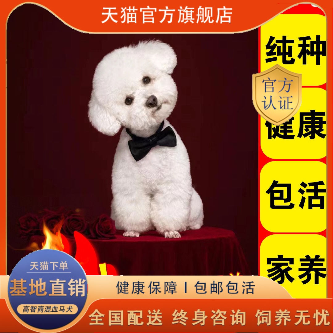 超萌茶杯泰迪幼犬，宠物界的小可爱来啦！
