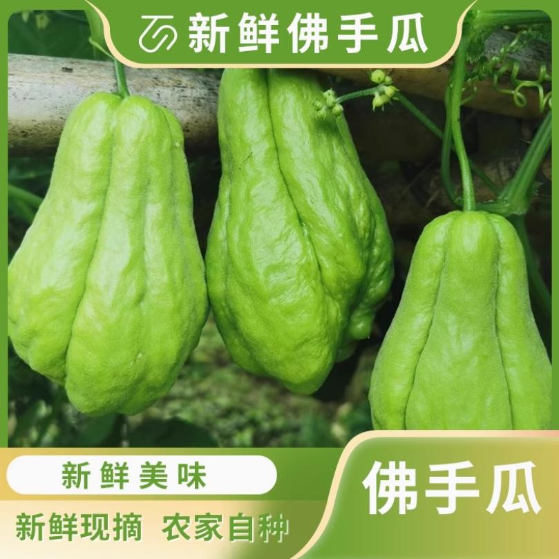 2025新鲜6月上市高山佛手瓜，口感爽脆，甜如蜜，你准备好了吗？