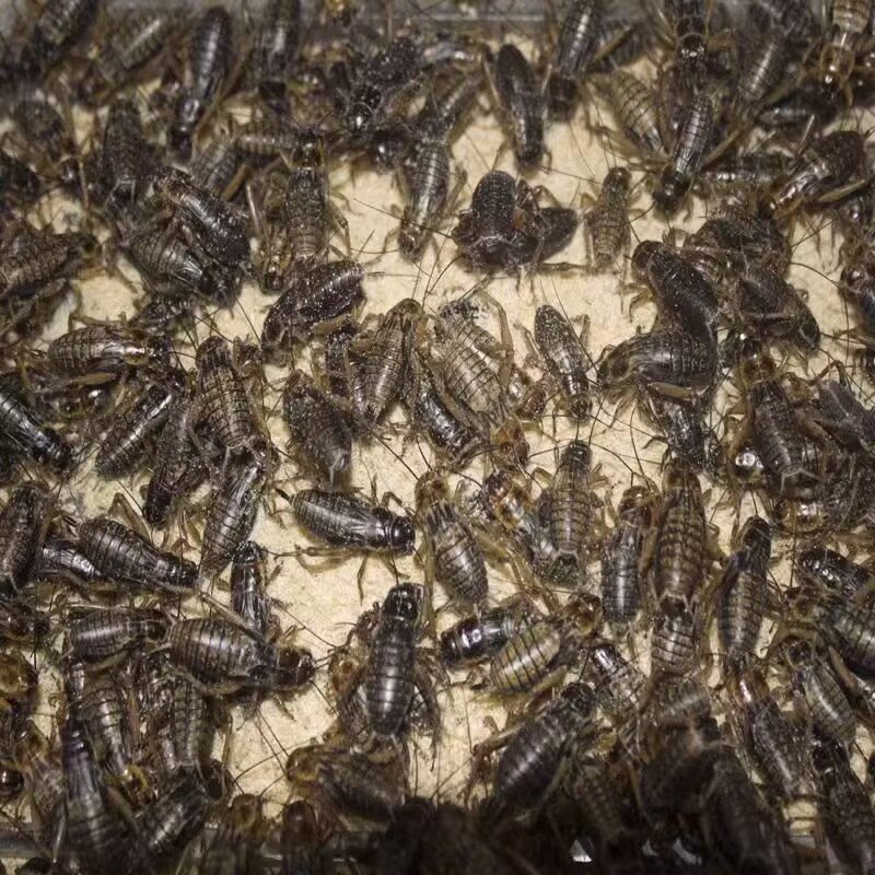 活虫油葫芦黑蛐蛐蜥蜴守宫鱼鸟龟树蛙营养食物白蟋蟀活物爬宠饲料：宠物喂养新指南，揭秘爬宠营养大餐！