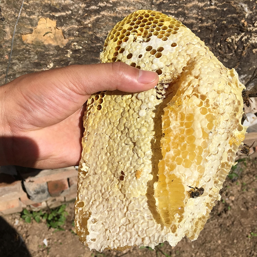 太白蜂巢蜜真的能嚼着吃？秦岭土蜂蜜550g太香了！野生蜂巢蜜不掺水不加糖！