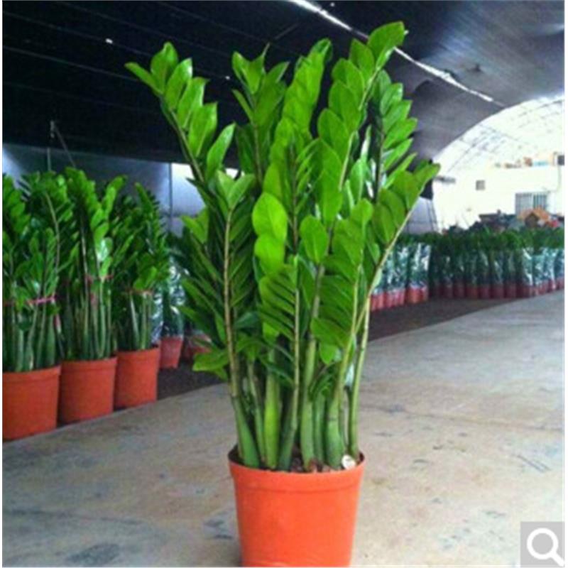 金钱树盆栽植物：室内花卉中的四季常青“小发财树”，如何养出大摇钱串子？