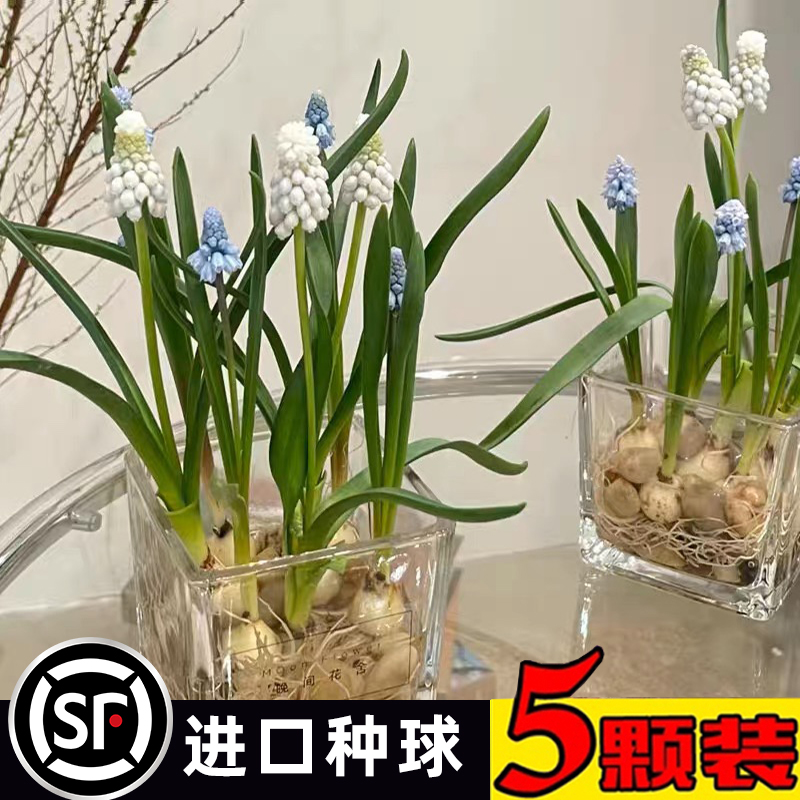 风信子种球水培玻璃瓶套装：冬季花卉盆栽新宠，轻松拥有浪漫花海！✨