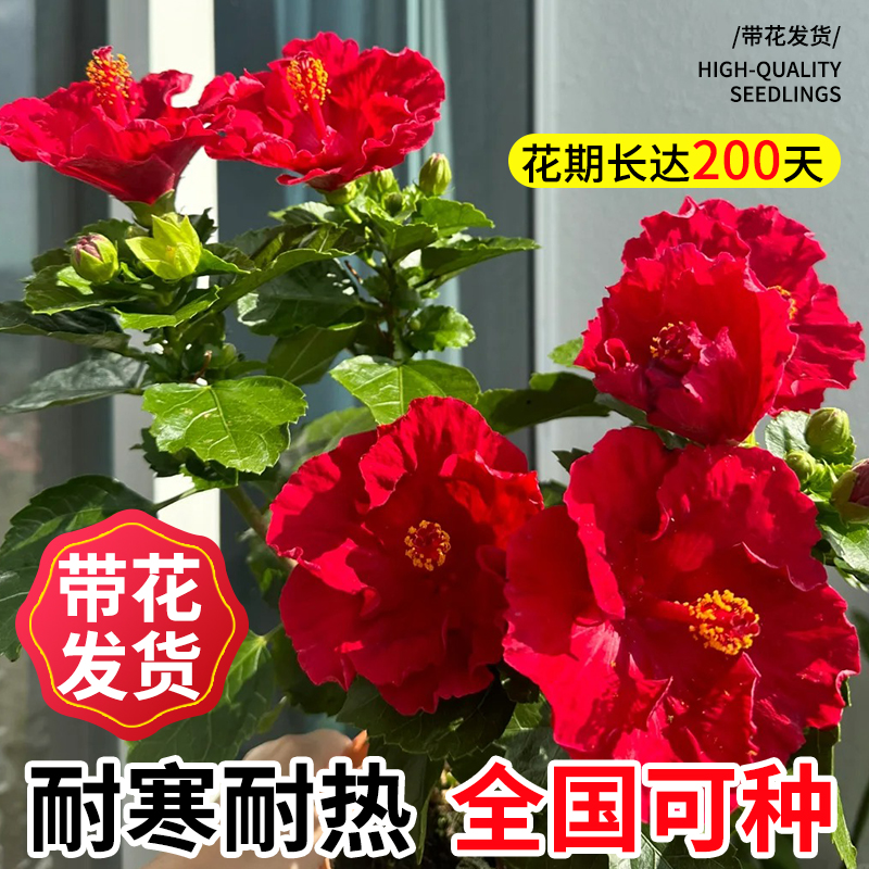 重瓣红花木槿树苗：朝开暮落的美丽，庭院阳台的春天盛宴