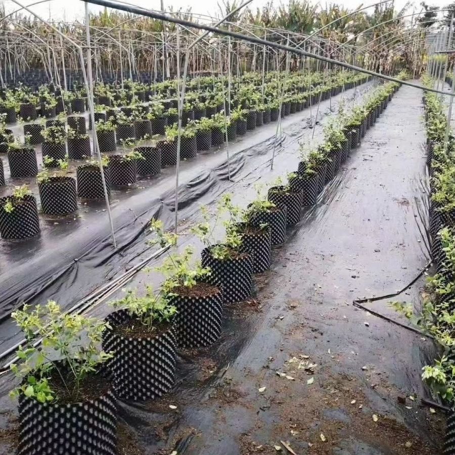 控根器围树板植树专用排水板：园林种植的秘密武器，种树围挡控根板大揭秘！