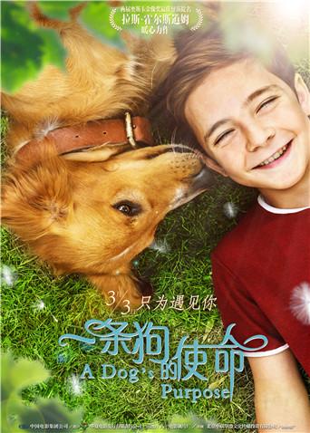 一条狗的使命
