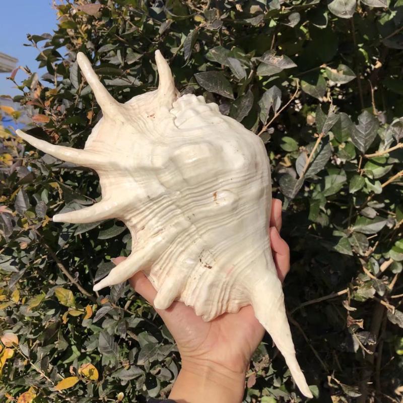 以手造物：贝壳装饰摆件，打造自然温馨的家居样板间！