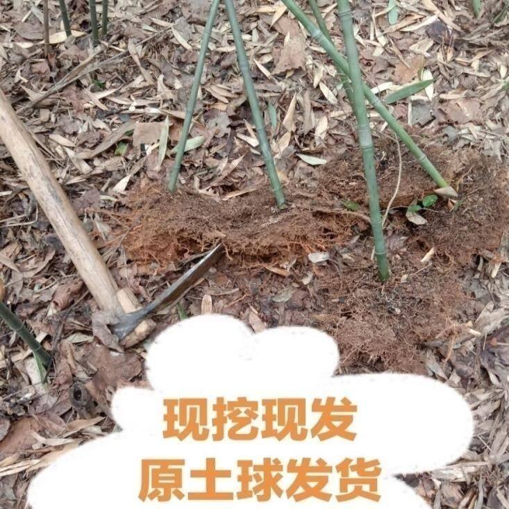 如何挑选耐寒的竹子苗装点我的北方庭院?