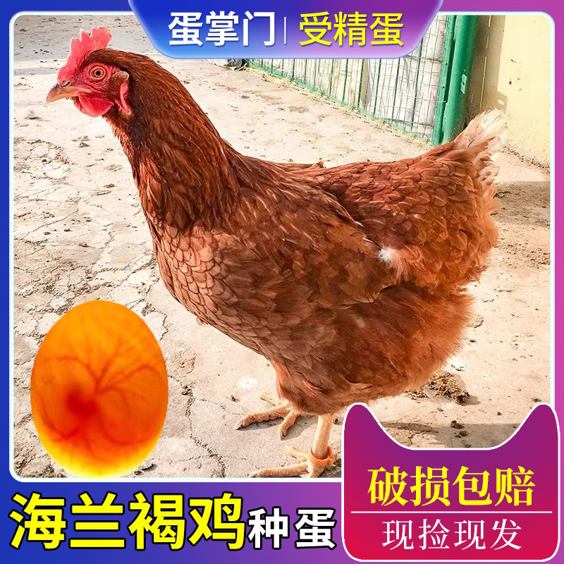 纯种海兰褐种蛋：高产蛋王的秘密武器，孵化土鸡蛋的终极指南！