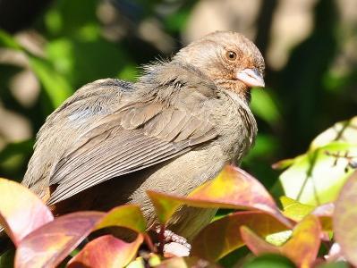 sand birds,Understanding Sand Birds: A Detailed Exploration
