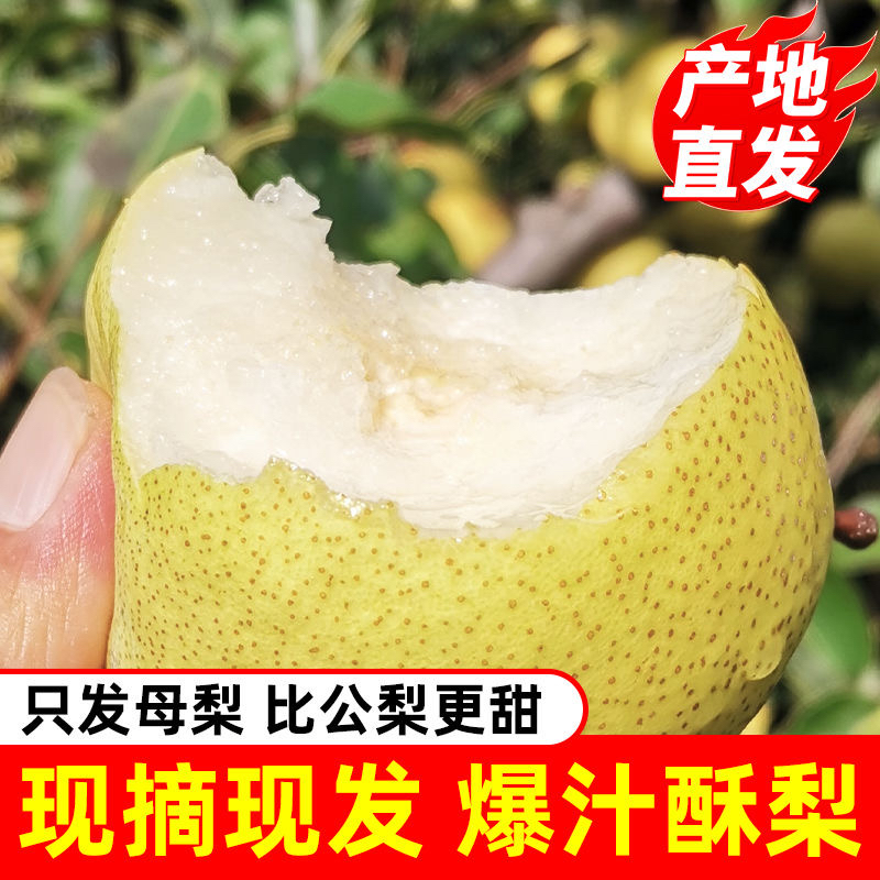 正宗山西贡梨：脆甜香梨，一口咬下全是幸福！