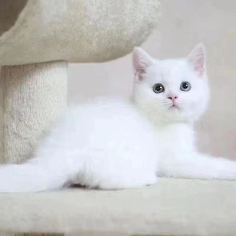 中华田园猫VS橘猫VS家养活物：宠物猫界的“大逃杀”！谁才是你的菜？