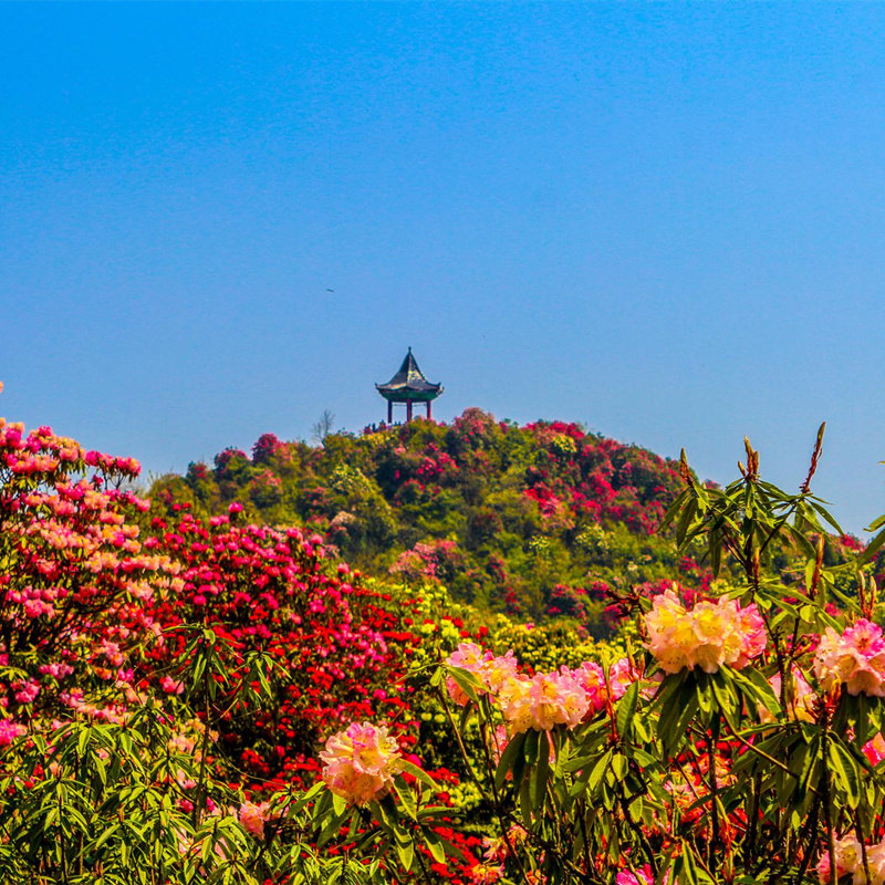 贵州6天5晚杜鹃花之旅适合哪些人群？