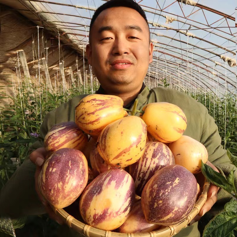 甘肃民勤沙漠人参娃娃果：神秘的黄肉圆果，解锁大自然的馈赠！