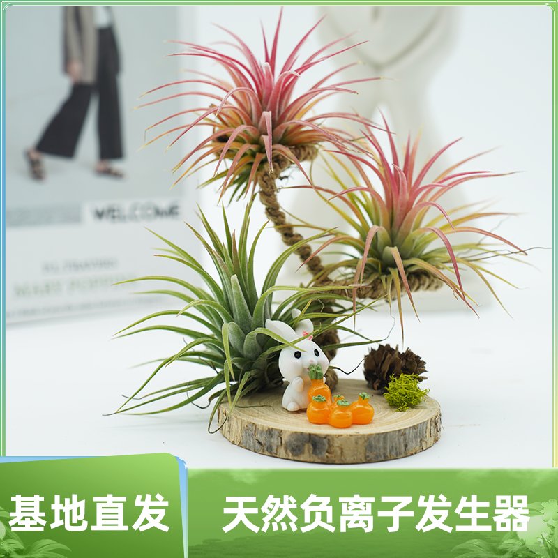 枯叶蛱蝶标本：自然之美，家居装饰新宠✨
