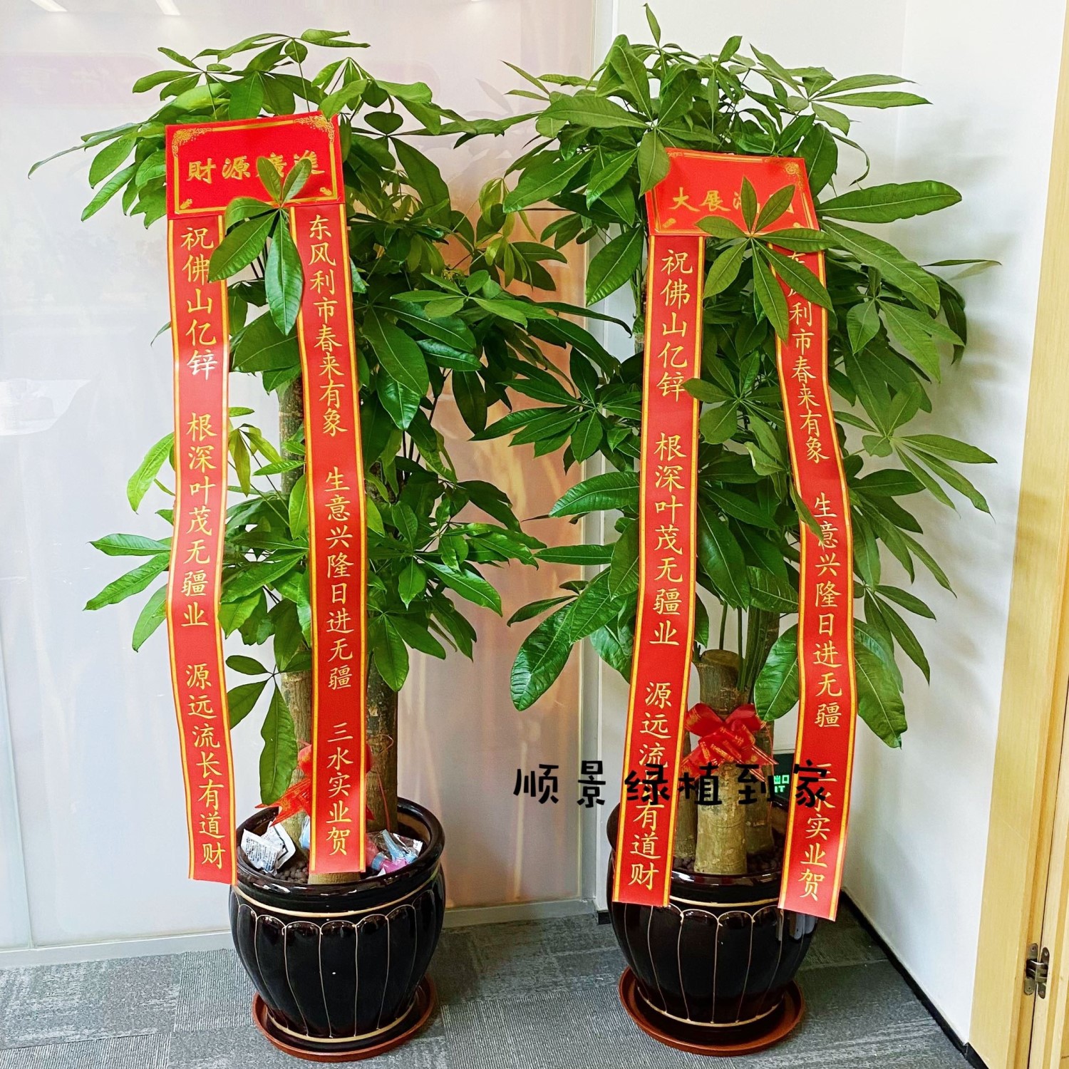 深圳发财树：办公室客厅开业乔迁送礼必备，同城送货上门的大型盆栽招财树