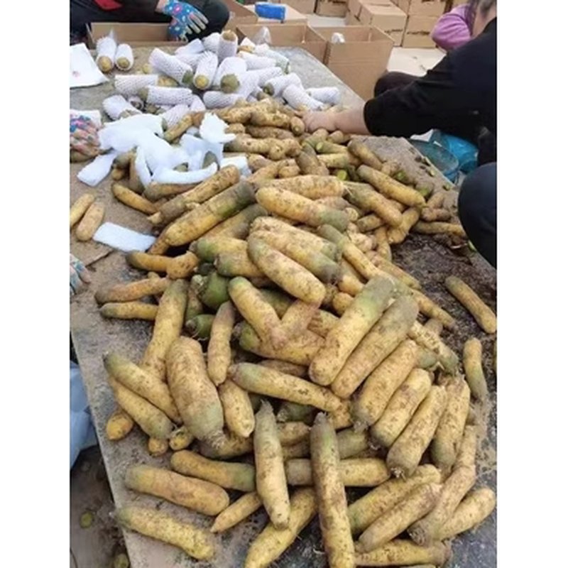 山西黄萝卜产地直发！新疆手抓饭必备，宝宝辅食也能吃！