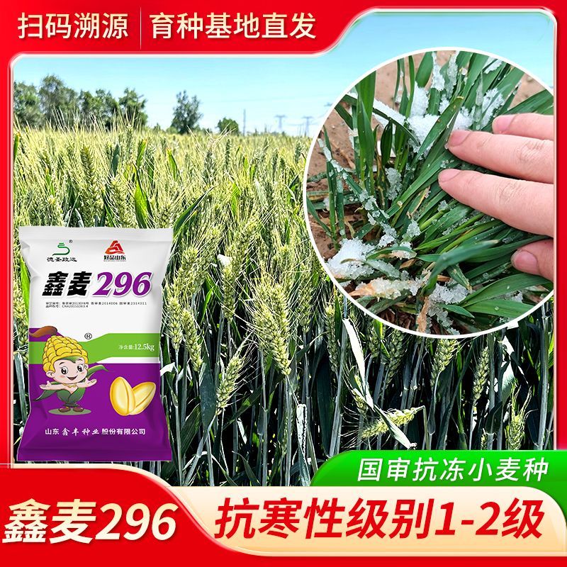 鑫麦296：高产小麦种子，抗冻抗寒，成就你的丰收梦