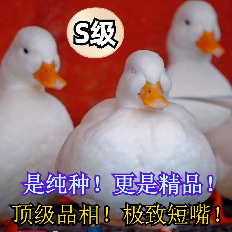 纯种柯尔鸭S级赛级网红可达鸭，萌力爆表，快来领养你的鸭鸭吧！