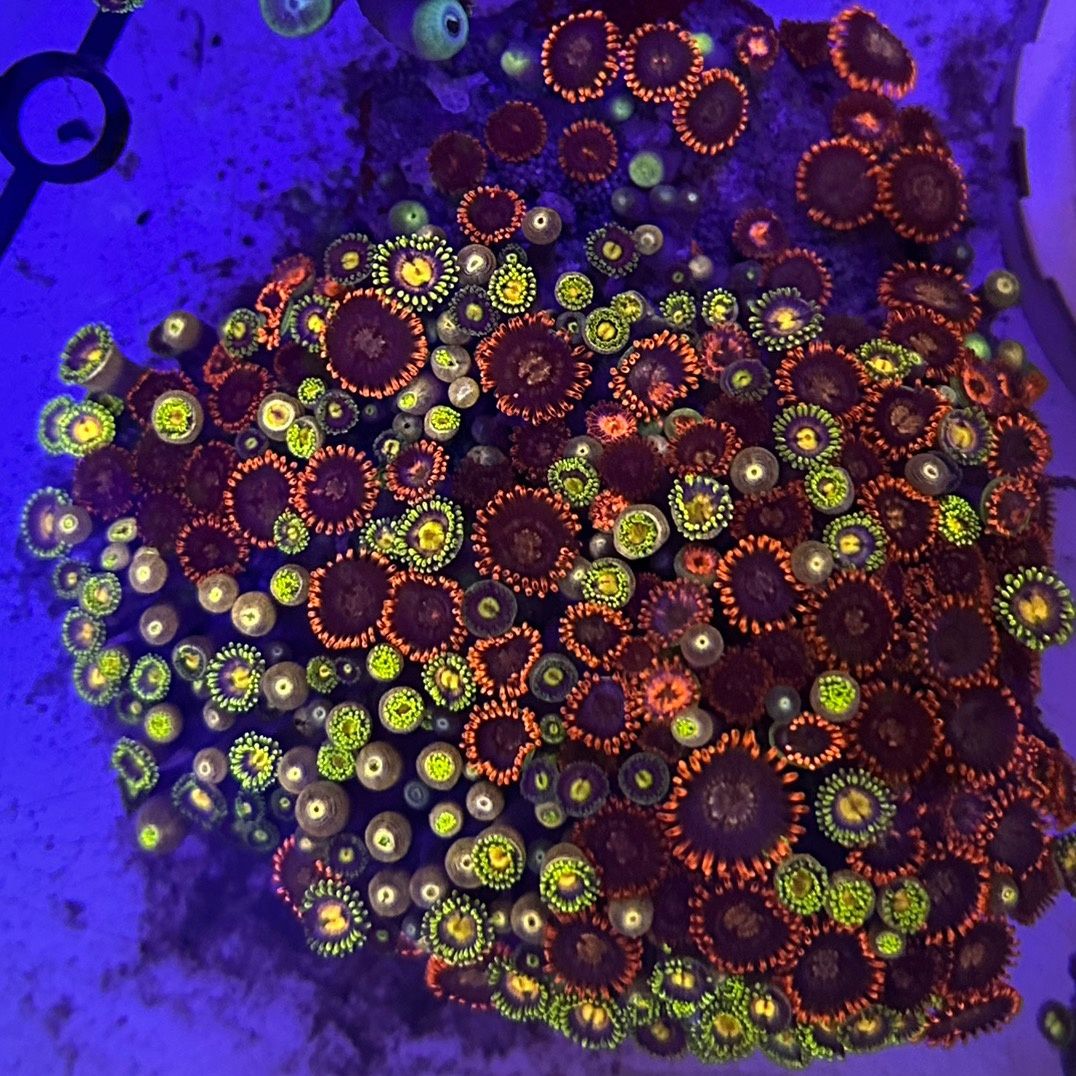 纽扣珊瑚LPS：点亮你的海缸，开启海底奇幻之旅✨