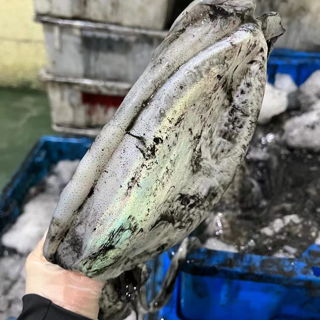 海捕大墨鱼：鲜活冷冻乌贼，顺丰速递，吕四海鲜，拍3件包邮！