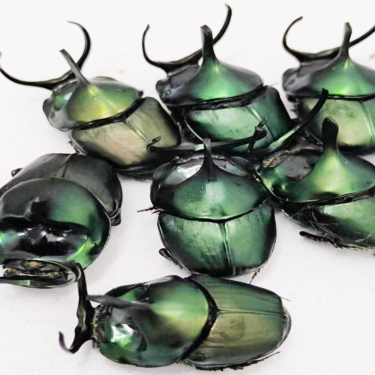 鹿角嗡蜣螂Proagoderus rangifer干制原虫标本有什么用途？