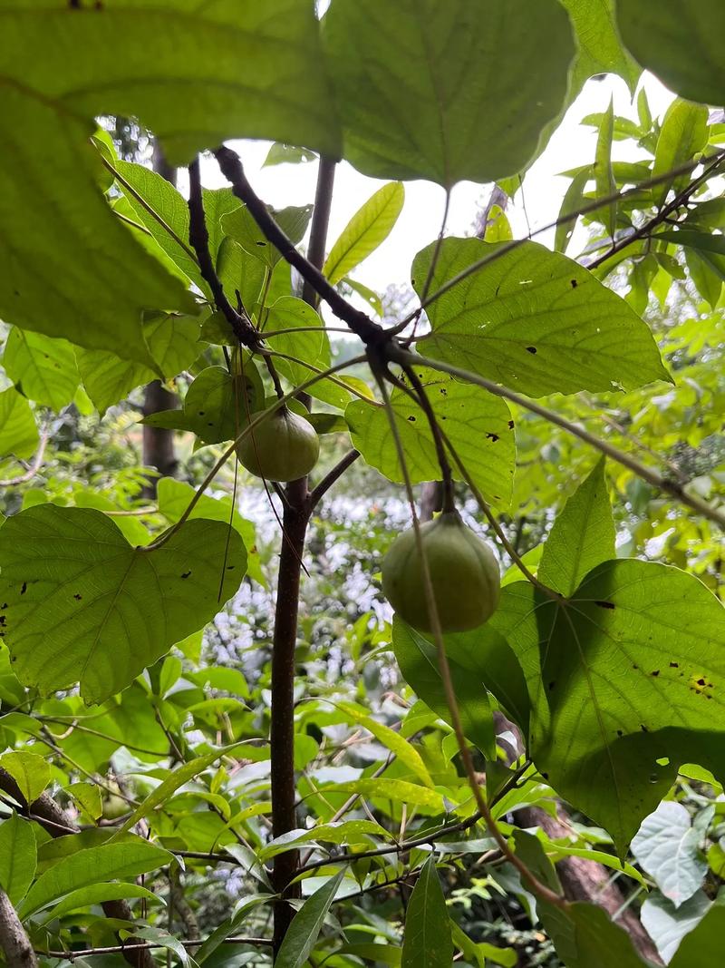 油桐子价格,油桐子价格走势分析及影响因素