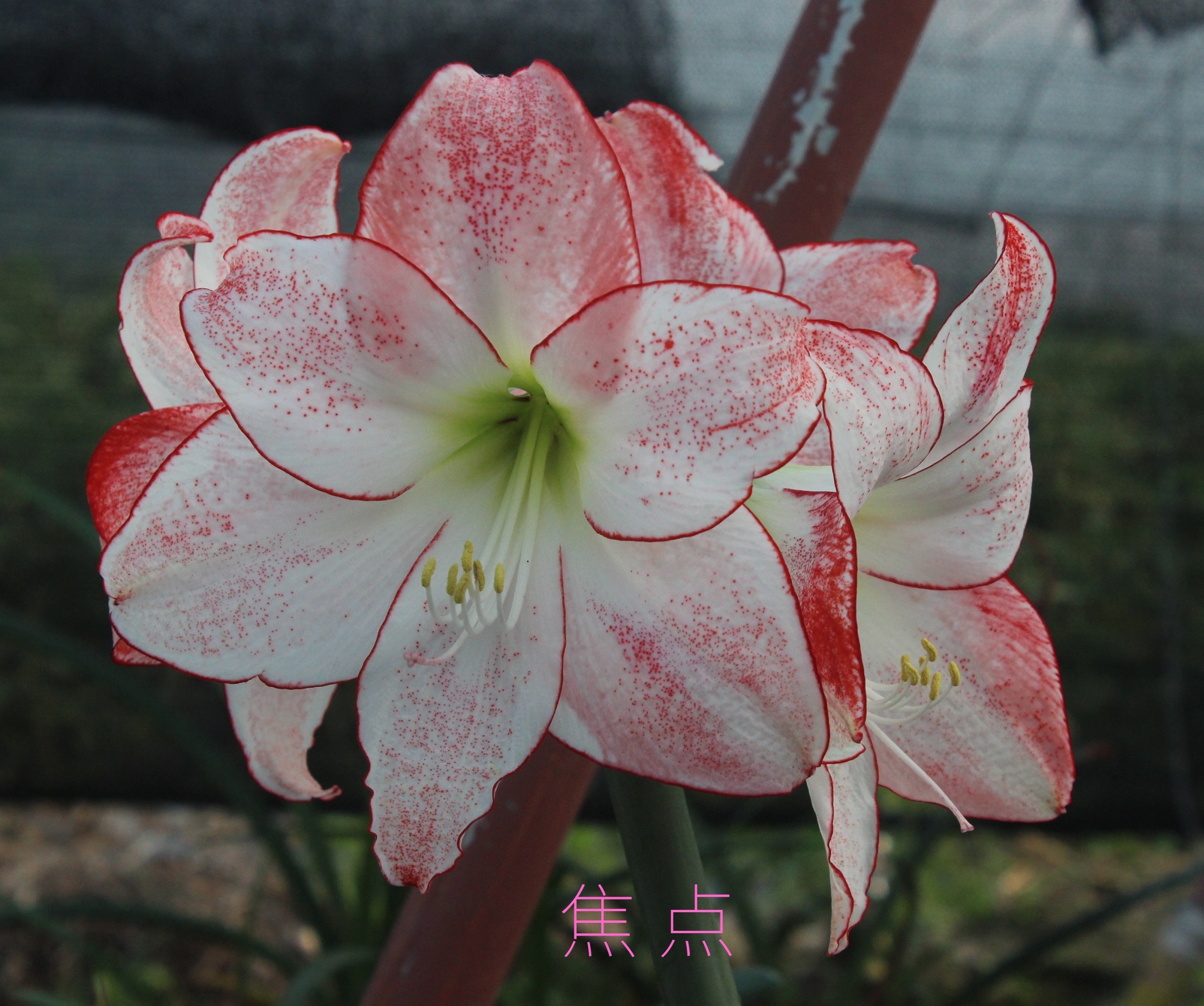 花友必备！果果花卉独家培育朱顶红，侧球大颗，美丽不可方物✨