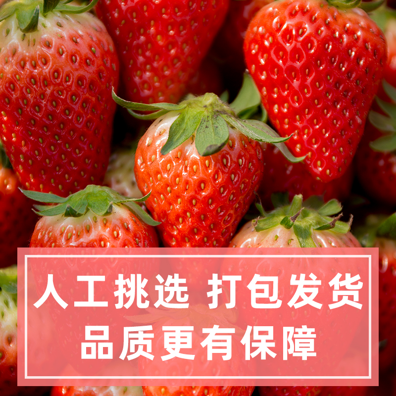 新鲜冷冻草莓：解锁奶茶店、烘焙店的秘密武器！