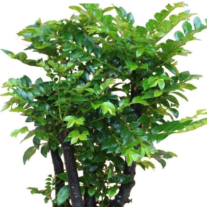 小叶紫檀树苗：四季常青的观叶花卉，打造你的四季好养盆景秘籍！