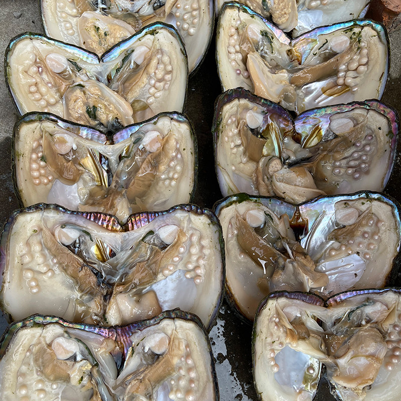 天然淡水珍珠蚌有哪些选择？直播间的自开体验如何？