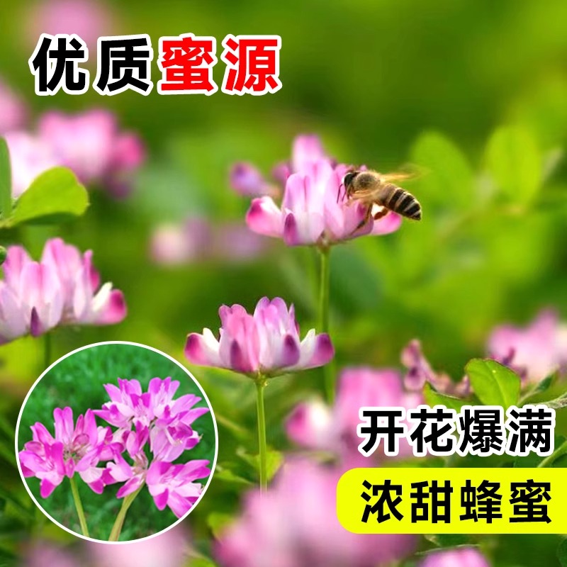 生地湾亚盛农场紫花苜蓿：打造动物乐园的超级牧草！