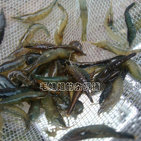 黑壳虾清洁王者归来：打造超大观赏水族箱的绿色革命
