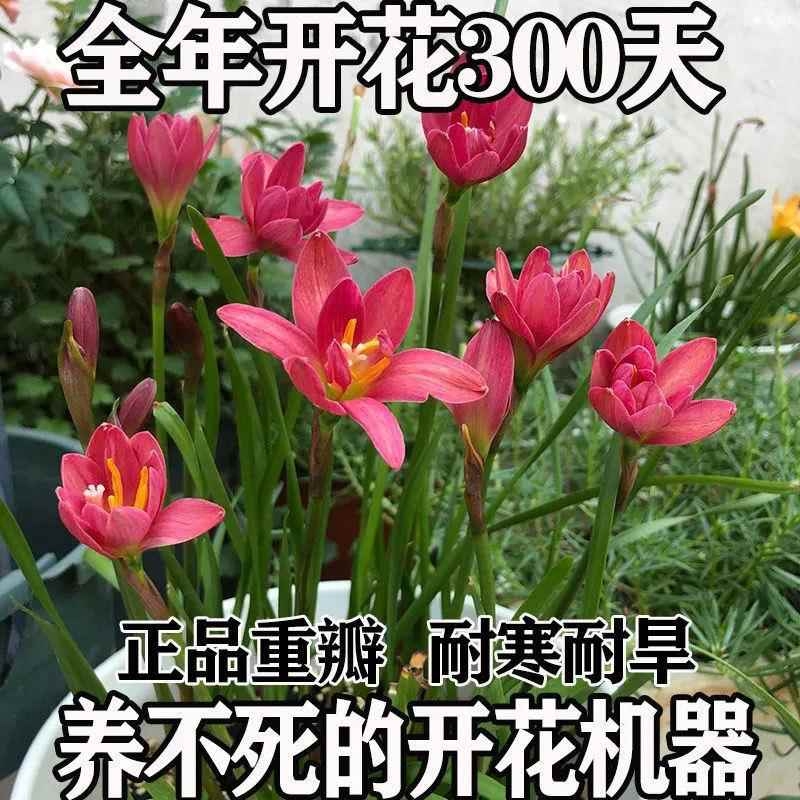 清香型泗季开花重瓣风雨兰种球，庭院阳台的美丽新宠