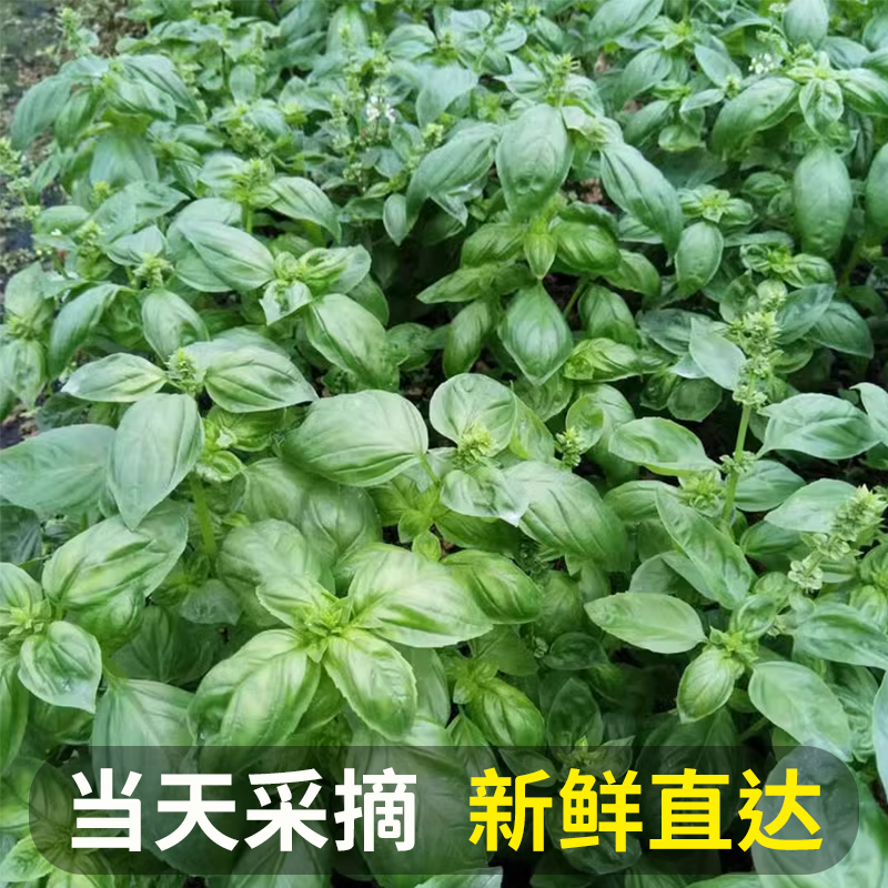 新鲜罗勒叶500g：解锁美食新境界，披萨草的奇妙之旅！
