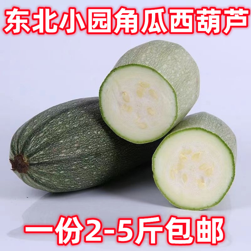 东北农家大地笨角瓜：现摘西葫芦青菜，老品种角瓜的绿色革命！