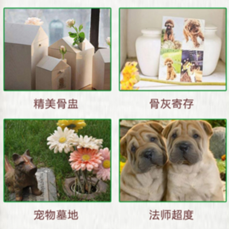 南京市宠物火化殡葬服务：给毛孩子最温柔的告别