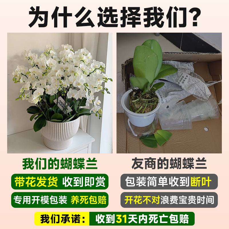 蝴蝶兰大苗花剑带花苞，四季开花不断，室内绿植新宠