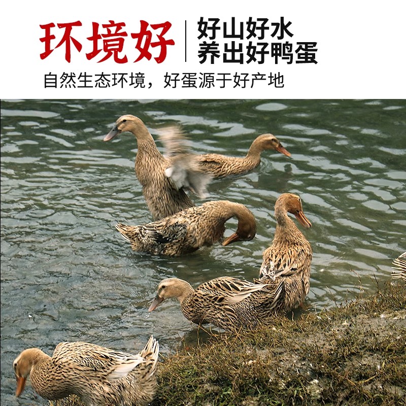 鲜生鸭蛋：微山湖正宗土鸭蛋，绿色健康的美味新体验！